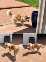 Luna , a female Siberian Husky for sale in Rancho Cucamonga, CA – 2 of 2