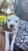 Ferrari, a female Rottweiler and American Pit Bull Terrier for sale in San Diego, CA – 2 of 3