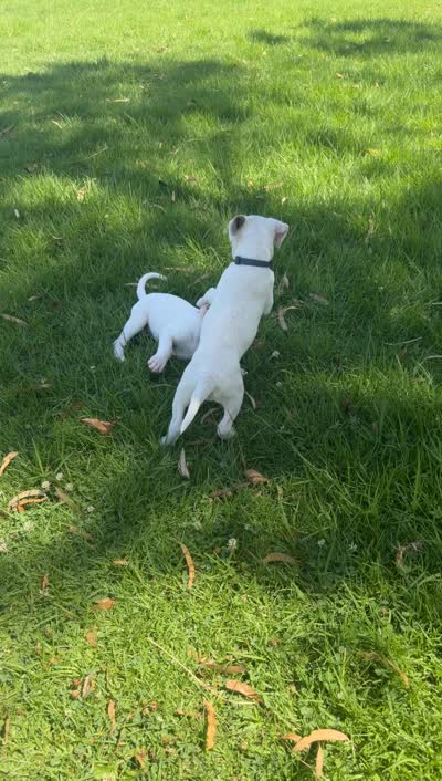 Ferrari, a female Rottweiler and American Pit Bull Terrier for sale in San Diego, CA – 3 of 3