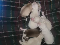 Husky, a female Siberian Husky for sale in Durham, NC – Photo 2 of 3