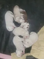 Husky, a female Siberian Husky for sale in Durham, NC – Photo 3 of 3