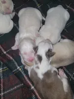 Husky, a female Siberian Husky for sale in Durham, NC – Photo 1 of 3