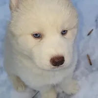 Husky, a female Siberian Husky for sale in Durham, NC – Photo 6 of 6