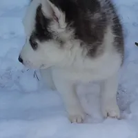 Husky, a female Siberian Husky for sale in Durham, NC – Photo 3 of 6