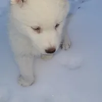 Husky, a female Siberian Husky for sale in Durham, NC – Photo 5 of 6