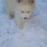 Husky, a female Siberian Husky for sale in Durham, NC – Photo 2 of 6
