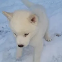 Husky, a female Siberian Husky for sale in Durham, NC – Photo 1 of 6
