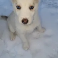 Husky, a female Siberian Husky for sale in Durham, NC – Photo 4 of 6