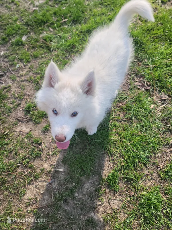 Husky – Siberian Husky puppy for sale in Durham, NC