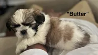 Butter, a male Shih Tzu for sale in Rahway, NJ – 2 of 3