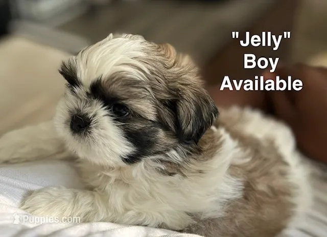 Jelly – Shih Tzu puppy for sale in Rahway, NJ