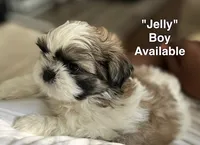 Jelly, a male Shih Tzu for sale in Rahway, NJ – 1 of 3