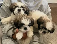 Butter, a male Shih Tzu for sale in Rahway, NJ – 3 of 3