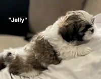 Jelly, a male Shih Tzu for sale in Rahway, NJ – 2 of 3