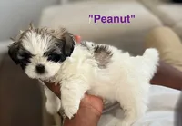 Peanut, a female Shih Tzu for sale in Rahway, NJ – 2 of 3