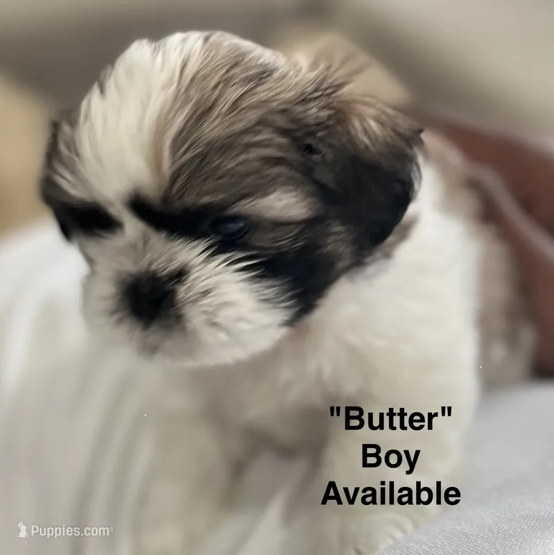 Butter – Shih Tzu puppy for sale in Rahway, NJ