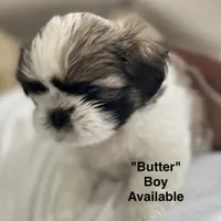 Butter, a male Shih Tzu for sale in Rahway, NJ – 1 of 3