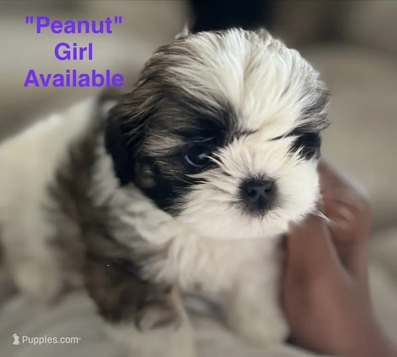 Peanut – Shih Tzu puppy for sale in Rahway, NJ