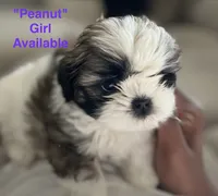 Peanut, a female Shih Tzu for sale in Rahway, NJ – 1 of 3