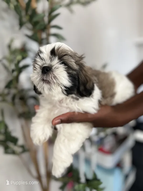 Jelly – Shih Tzu puppy for sale in Rahway, NJ