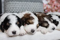 processed/da852605-a76f-4c26-adea-e307e4770ae8/facility/d070303b-42ea-4333-bc35-1ab6f37be346