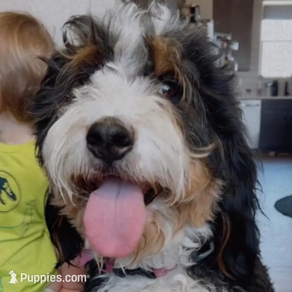 Bella - Looking for Loving Home – Bernedoodle puppy for sale in Denver, CO