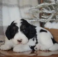 F1 Female , a female Bernedoodle for sale in Denver, CO – Photo 5 of 5