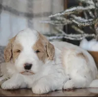 F1 Female , a female Bernedoodle for sale in Denver, CO – Photo 3 of 5