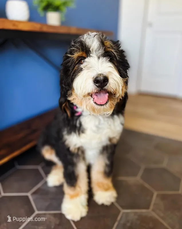 F1 Female , a female Bernedoodle for sale in Denver, CO – Photo 1 of 5