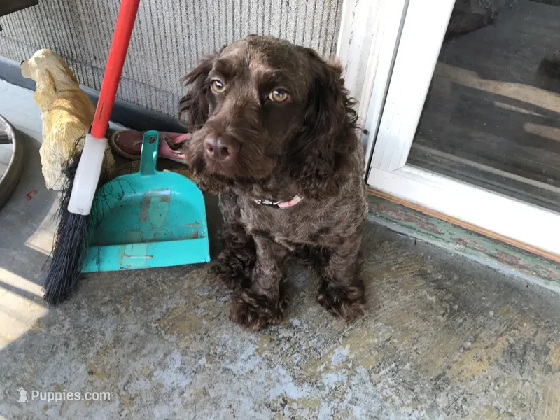 Coco – Cockapoo puppy for sale in Big Stone Gap, VA