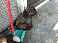 Coco, a female Cockapoo for sale in Big Stone Gap, VA – 2 of 2