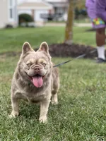 JACK FROST, a male French Bulldog for sale in St. Louis, MO – Photo 2 of 7
