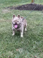 JACK FROST, a male French Bulldog for sale in St. Louis, MO – Photo 7 of 7