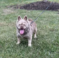 Jack Frost , a male French Bulldog for sale in St. Louis, MO – 4 of 5