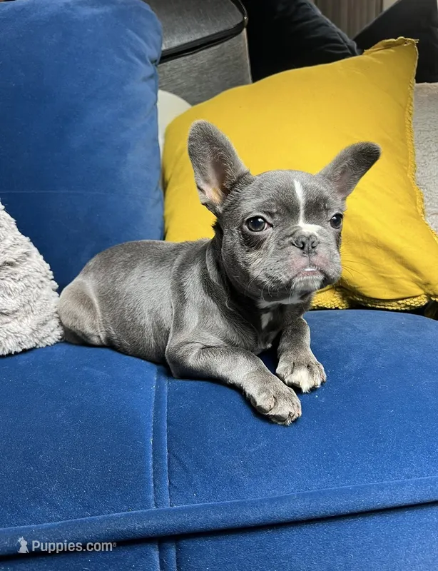Cleo – French Bulldog puppy for sale in St. Louis, MO