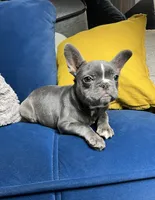 Cleo, a female French Bulldog for sale in St. Louis, MO – Photo 3 of 10