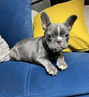 Cleo, a female French Bulldog for sale in St. Louis, MO – Photo 4 of 10