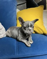 Cleo, a female French Bulldog for sale in St. Louis, MO – Photo 5 of 10