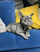 Cleo, a female French Bulldog for sale in St. Louis, MO – Photo 2 of 10