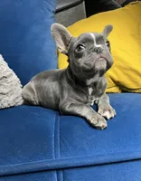 Cleo, a female French Bulldog for sale in St. Louis, MO – Photo 8 of 10