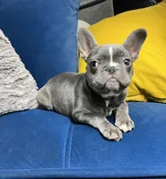 Cleo, a female French Bulldog for sale in St. Louis, MO – Photo 6 of 10