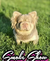 Cleo, a female French Bulldog for sale in St. Louis, MO – Photo 9 of 10