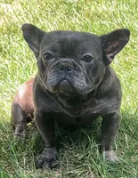 Cleo, a female French Bulldog for sale in St. Louis, MO – Photo 10 of 10