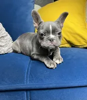 Cleo, a female French Bulldog for sale in St. Louis, MO – Photo 7 of 10