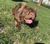 Mocha, a female French Bulldog for sale in St. Louis, MO – 2 of 10