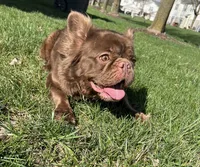Mocha, a female French Bulldog for sale in St. Louis, MO – 3 of 10