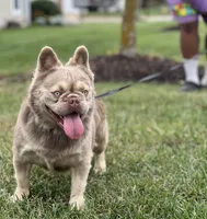Jack Frost , a male French Bulldog for sale in St. Louis, MO – 1 of 5