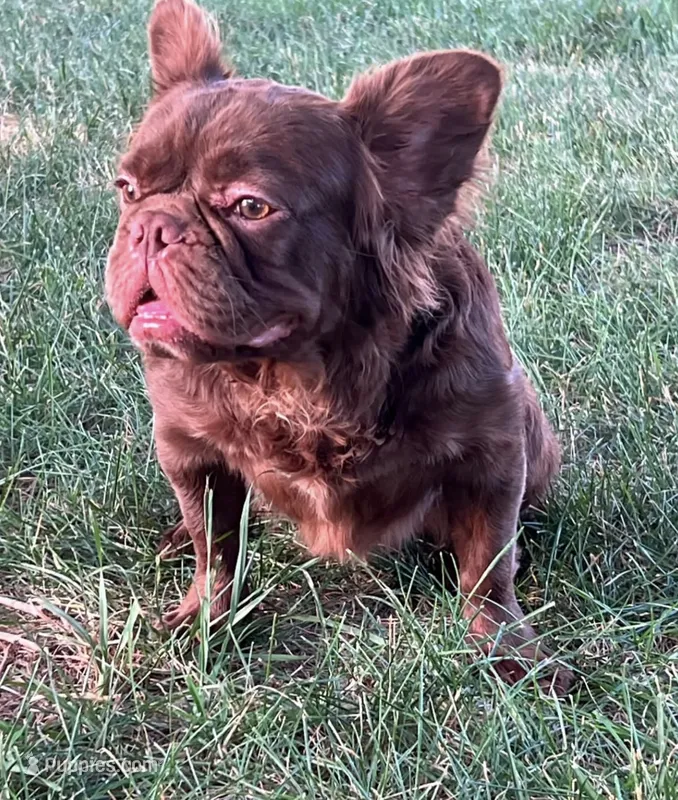 Mocha – French Bulldog puppy for sale in St. Louis, MO