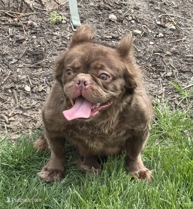 Mocha – French Bulldog puppy for sale in St. Louis, MO