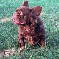 Mocha, a female French Bulldog for sale in St. Louis, MO – Photo 4 of 6